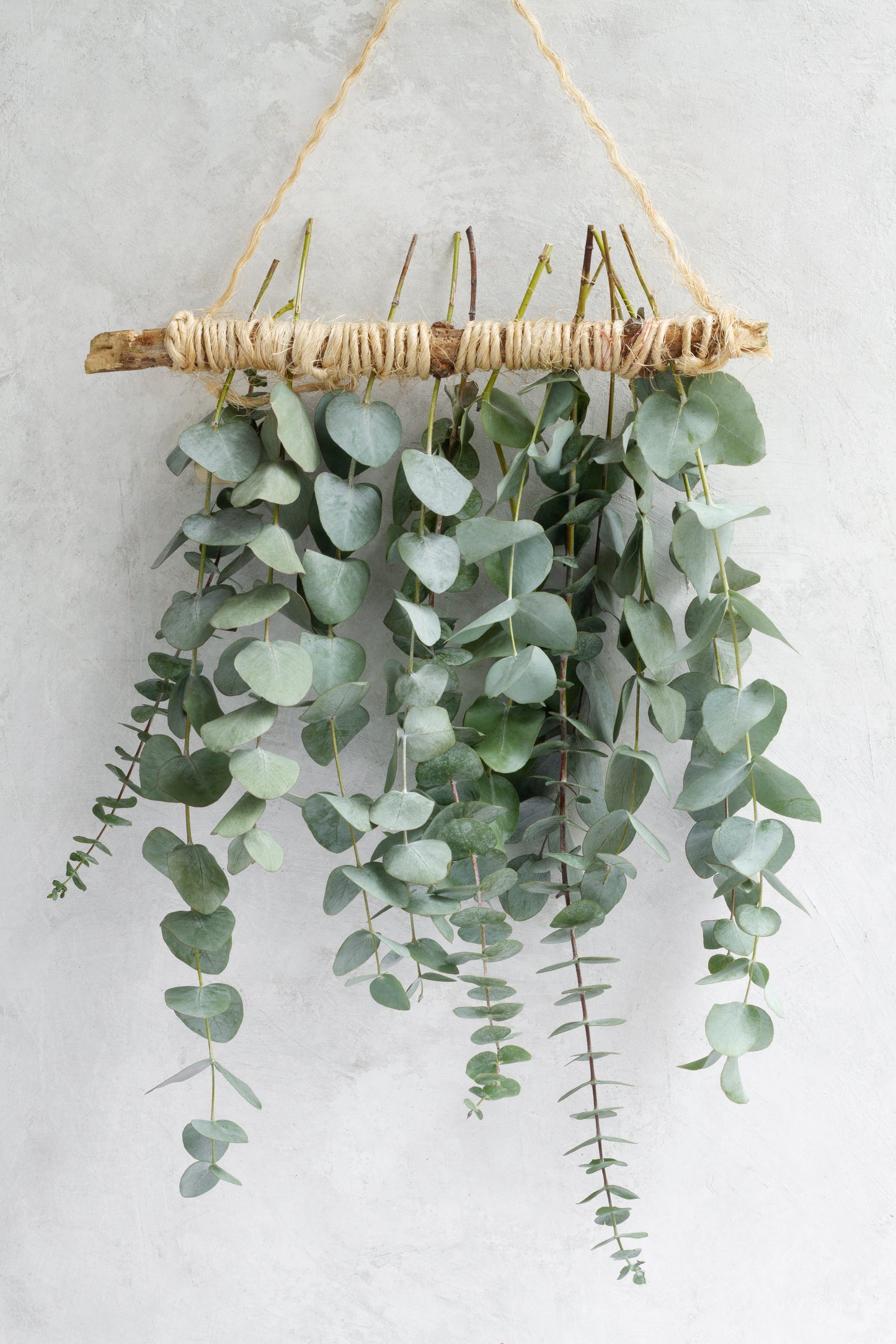 Fondant Parfumé Eucalyptus 10gr