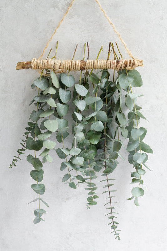 Fondant Parfumé Eucalyptus 10gr