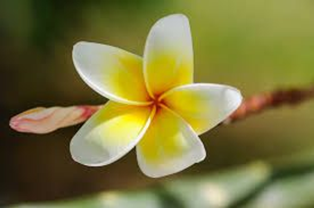 Suspension Armoire Parfumée